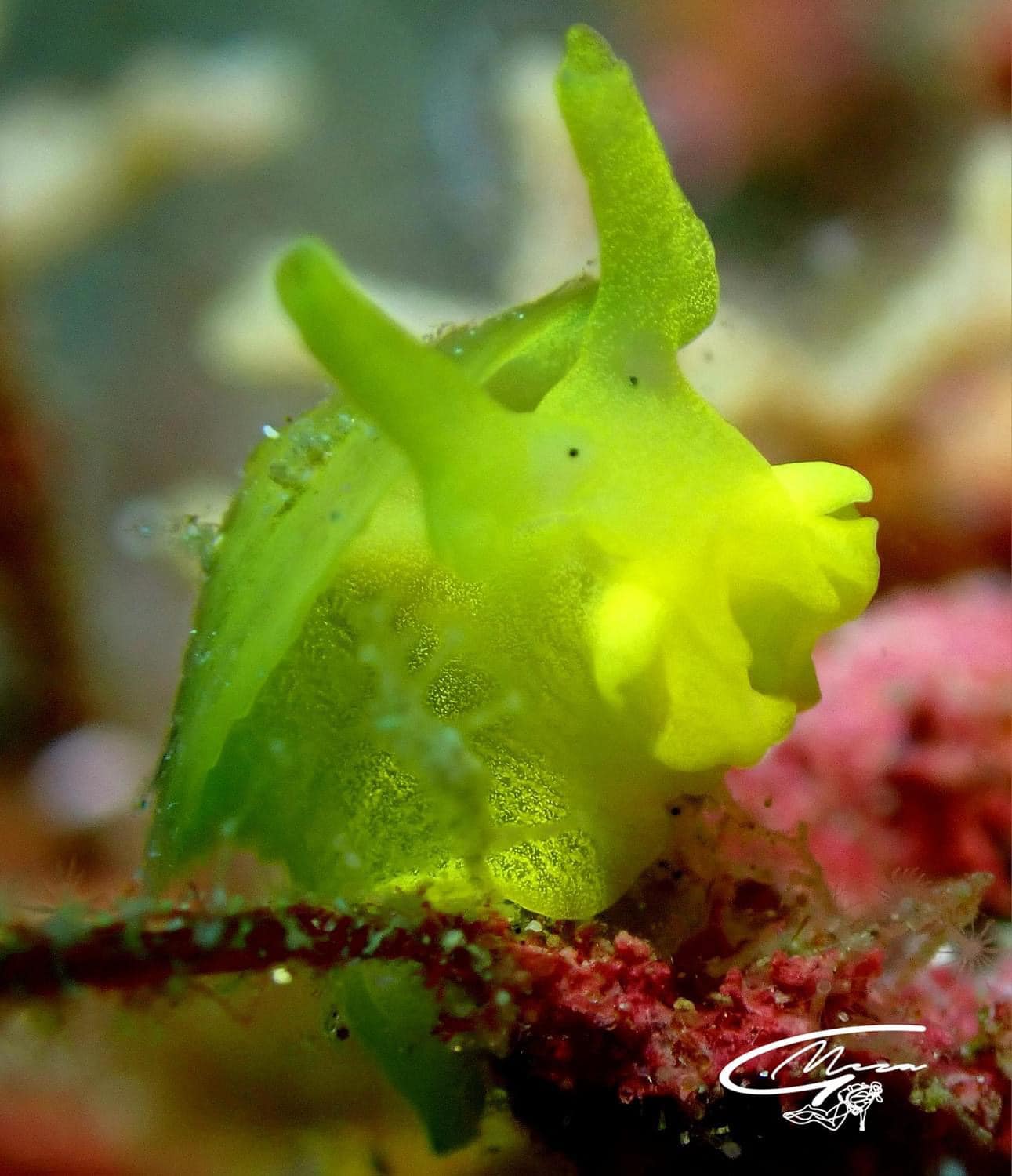 2024 Trips Alexander's Dive Shop, Too